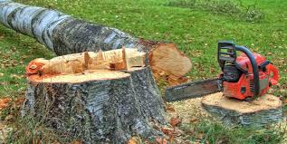 Atherton, CA Tree Services Company